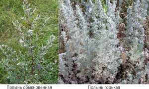 Полыни горькой трава (artemisiae absinthii herba)