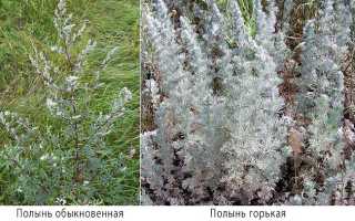 Полыни горькой трава (artemisiae absinthii herba)