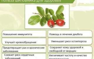 Шиповник